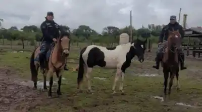 Doce caballos sueltos en rutas y calles: lo que hallaron las patrullas montadas