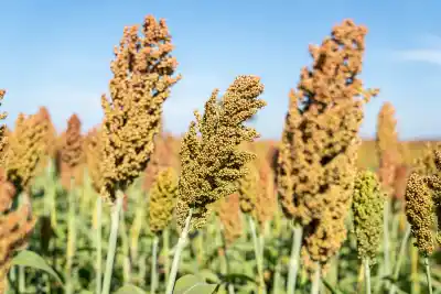 El sorgo argentino se mete en el negocio de China: la sequía que golpea a dos potencias deja 1,7 millones de toneladas en juego