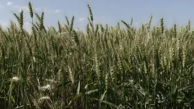 Rosario es sede del congreso triguero: seis ejes que definirán el futuro del cultivo