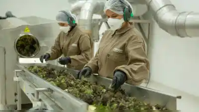 Jujuy: dicen que se endeudaron por US$ 100 millones para plantar marihuana y ahora no hay ni aceite