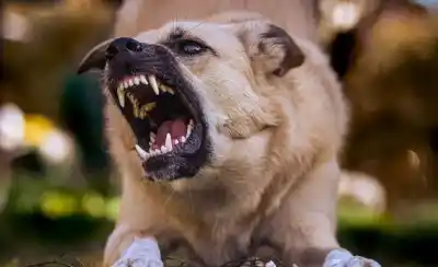 Un hábito diario que los dueños no detectan puede estar volviendo agresivo a tu perro
