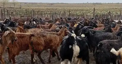 Malargüe: la humedad de los corrales pone en jaque a los chivitos recién nacidos