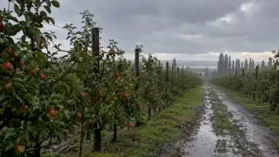 La lluvia apura a los productores del Alto Valle: solo tienen 10 días para salvar la manzana