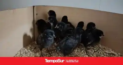 Un aditivo patagónico promete cambiar la producción de huevos: qué se probará en noviembre