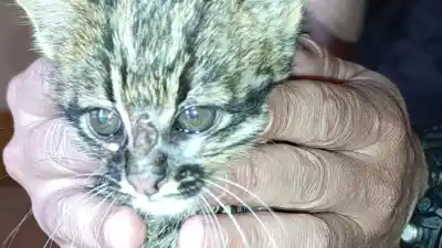 Salió a la calle a espantar a los perros y lo que rescató no era un gato