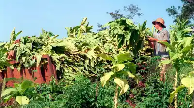 Misiones espera casi $3.000 millones de Nación: qué planes del tabaco siguen frenados
