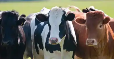 Lo que guardarán en un freezer de Mendoza para no perder a los animales que ya no están