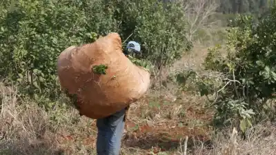 Misiones: los tareferos no tendrán que elegir entre el plan y la changa