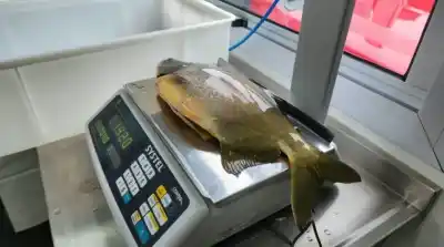 Apóstoles abrió su sala de faena de peces: los números del primer día