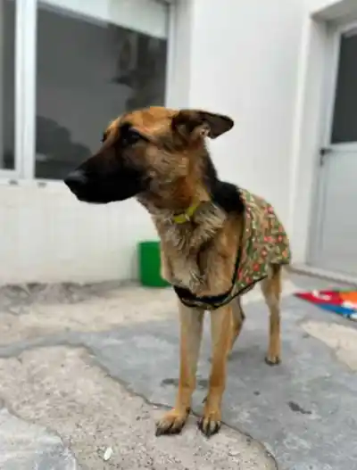 Entraron a una casa de Rawson por una denuncia y se toparon con cuatro perros en un estado que complica a un vecino
