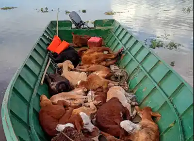 El Paraná sube y en Goya corre la cuenta regresiva: 11.000 vacas tienen que salir antes del viernes