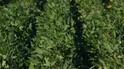 El herbicida que ya no controlaba el yuyo colorado: la soja que aprobó el Gobierno