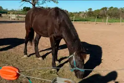 Cortaron los boyeros y se llevaron un solo caballo: el detalle que delata a Nano
