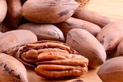 El pecán entrerriano ya domina el mapa nacional: la cifra que explica por qué todos quieren plantar