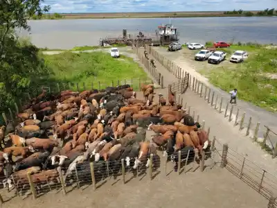 La crecida del Paraná vacía las islas: por qué la carne no debería subir (ni bajar) por eso