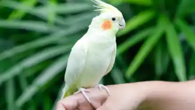 Misiones pone tope a los animales en casa: cuántos se podrán tener y qué especies quedan afuera