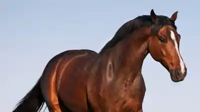Recibió un caballo robado en la zona sur: lo que resolvió el fiscal sobre su rol
