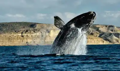 Encontraron una ballena muerta en la playa: por qué a veces no pueden sacarla del lugar