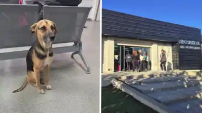 Un perro esperó 25 días en la puerta de un hospital: lo que encontraron los trabajadores dejó a todos conmovidos