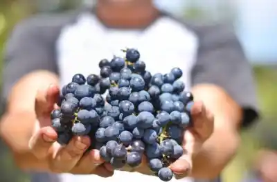 Paraná concentra dos eventos del vino en dos días: quiénes disertarán y qué se podrá probar