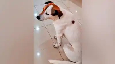Se perdió Tuchi y en su casa hay alguien que no deja de esperarlo en la puerta