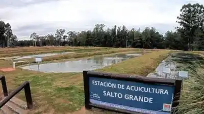 Cinco piletones en Concordia: cuántos hacen falta para vivir de criar peces