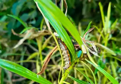 Una plaga silenciosa ataca los árboles de la ciudad: lo que encontraron los expertos dejó en alerta a los vecinos