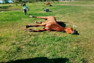 Un caballo agonizaba en el Parque de la Ciudad: lo que encontraron adentro del predio