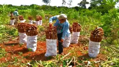 Misiones: por qué la mandioca no arranca y ya prenden las alarmas en las fábricas