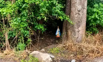 La aparición entre los árboles de Aguilares que nadie sabe de dónde salió