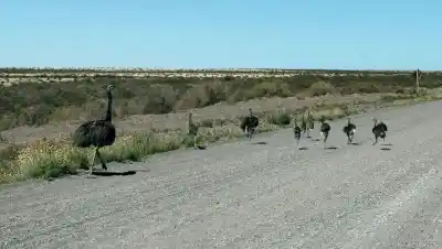 Frenó por una bandada de charitos en la Ruta 22 y el juez terminó señalando a otro