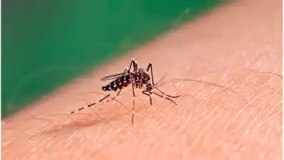 Viajó a Perú y volvió con dengue: Santa Fe ya tiene su primer caso de la temporada