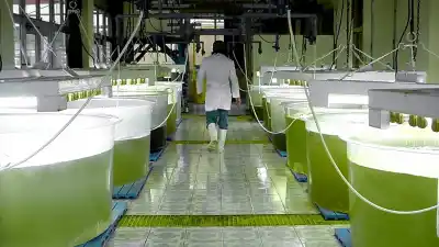 La ley que nadie esperaba: las pymes de biocombustibles contraatacan en Diputados