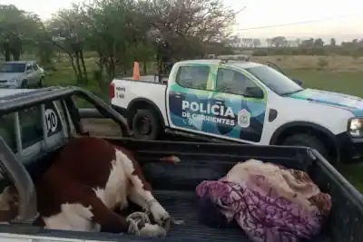 Seis hombres quedaron detenidos por lo que llevaban atado en la caja de la camioneta