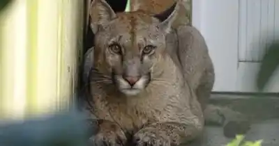 Encontraron un animal salvaje dentro de una casa y lo que sucedió después dejó a todos en vilo