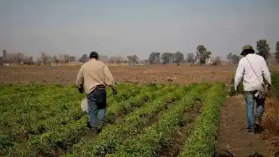 El zapallo sanjuanino que se salvó de la helada ahora cuesta hasta cuatro veces más