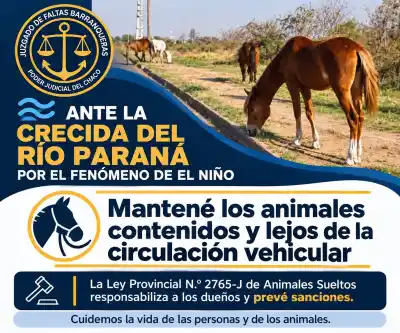 Con el río crecido, los caballos sueltos cerca de las rutas de Barranqueras se volvieron un peligro