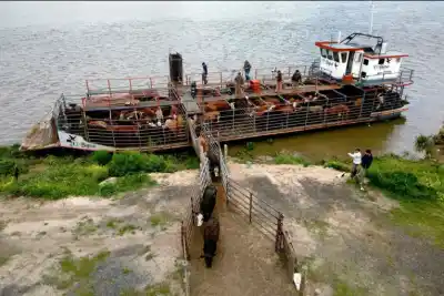 Sube el Paraná y retirar el ganado de las islas ya cuesta $9 millones más