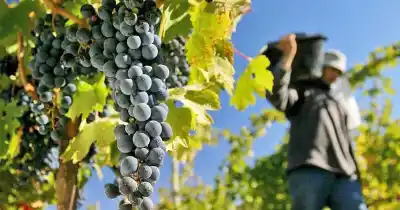 Mendoza podría quedarse sin uva: la advertencia que encendió alarmas en el sur