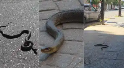 En plena calle céntrica, vecinos registraron algo que nadie esperaba encontrar
