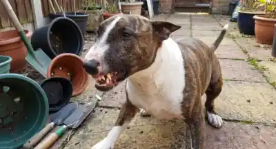 Intentó separar una pelea entre sus mascotas y terminó con una herida mortal: el desgarrador final que nadie esperaba