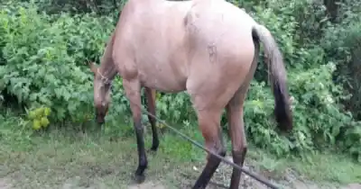 Jugaba al fútbol en Orán y un caballo le pegó una patada en la cabeza: está en terapia intensiva