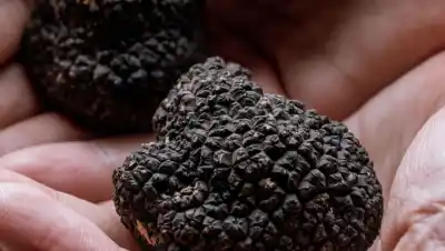 Bariloche será sede de un cultivo gourmet que busca ganar terreno en la Patagonia