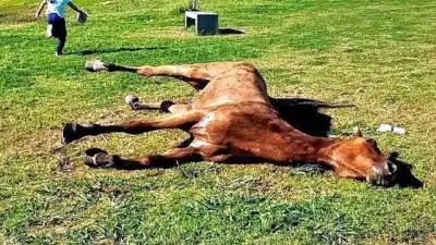 Lo hallaron tirado en un parque, llamaron a Zoonosis y la historia terminó de la peor manera