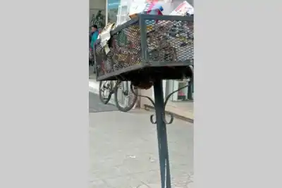 Las Termas: el enjambre que eligió un cesto del centro para instalarse
