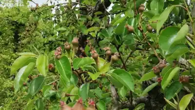Las lluvias dejaron a las abejas en pausa y los productores del Valle ya revisan chacra por chacra