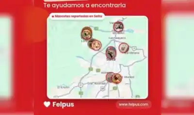 Un salteño encontró la vuelta para que las mascotas perdidas no se pierdan en el feed