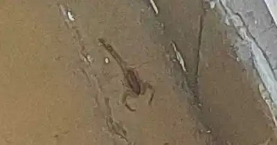 Alacranes en una escuela de Guaymallén: ya los habían fumigado y volvieron a aparecer