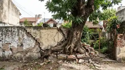 El árbol del vecino le rompió la medianera: la Justicia resolvió quién paga los $2,7 millones