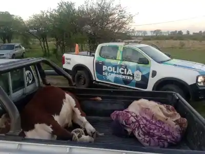 Lo pararon en la ruta con un ternero atado en la caja y terminaron todos demorados